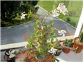 Pachypodium saundersii