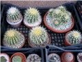 echinocactus grusonii 