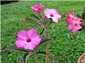 Adenium swazicum 