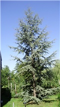 atlantski cedar