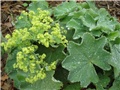 Alchemilla mollis