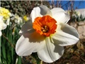 Narcissus - 