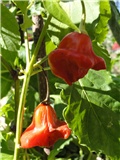 cvijet
