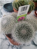 mamilaria