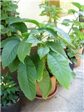 datura 