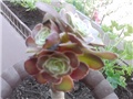 aeonium crni