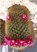 Mammillaria - PlavaDigitalna 