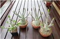 Apocynaceae