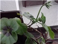 pelargonije ljubičaste