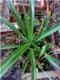 zeleni klorofitum