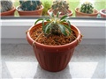 pachypodium