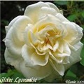 Gloire Lyonnaise 