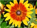 rudbekija