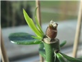 pereskia