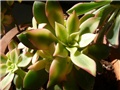 aeonium kivi