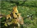 mahonia