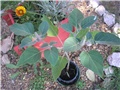 Datura