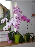 phalaenopsis