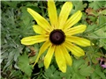 rudbeckia1