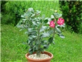 Adenium obesum