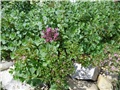 sedum3
