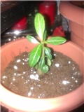 Adenium obesum