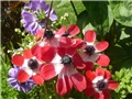 anemone