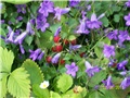 Dalmatinski zvončić - Campanula portenschlagiana blau