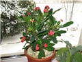 euphorbia milli