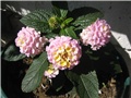 Lantana