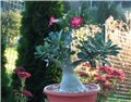 Adenium obesum