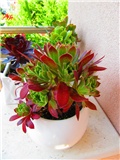 aeonium