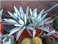 Agave macroacantha