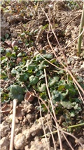 dobričica