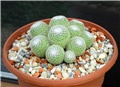 mammillaria klissingiana