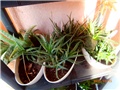 aloe4
