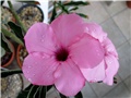 Adenium swazicum 