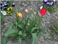 Tulipani