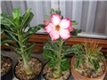 Adenium obesum, sijan ožujak  2012