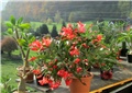Schlumbergera truncata