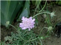scabiosa japonica1
