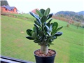 adenium