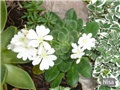 lewisia