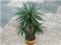  pachypodium lamerei