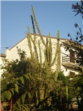 Cereus -Lošinj