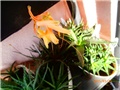 aloecvijet