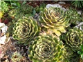 Sempervivum