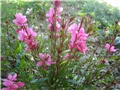 Gaura