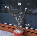 pachypodium succulentum