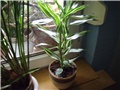 dracena